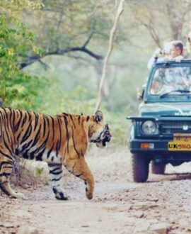 Jungle Safari