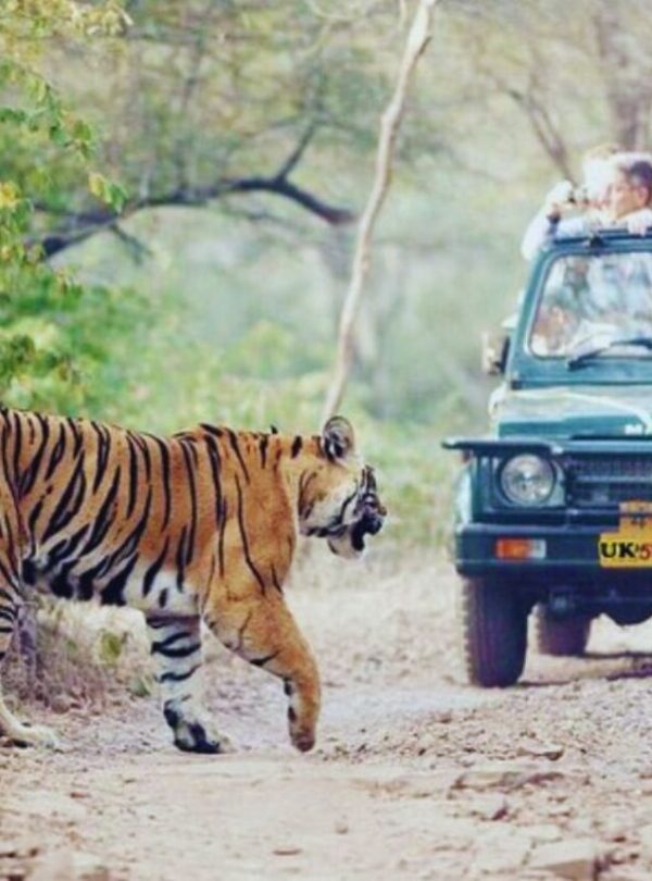 Jungle-Safari