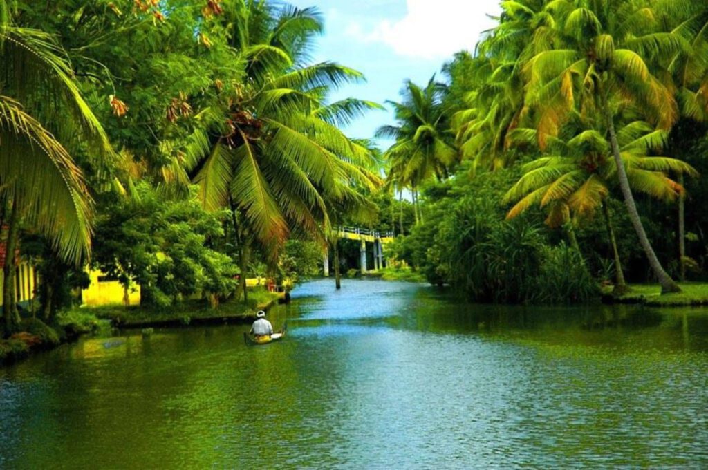 a river surrounded by coconut trees