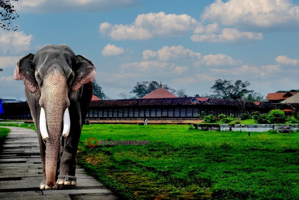elephant in the green field