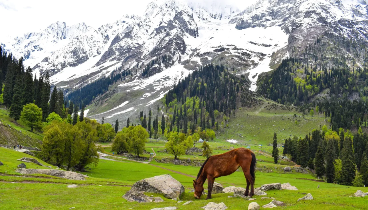 kashmir