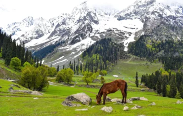 kashmir