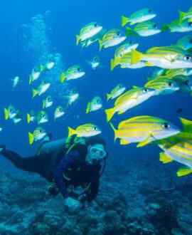 Scuba Diving