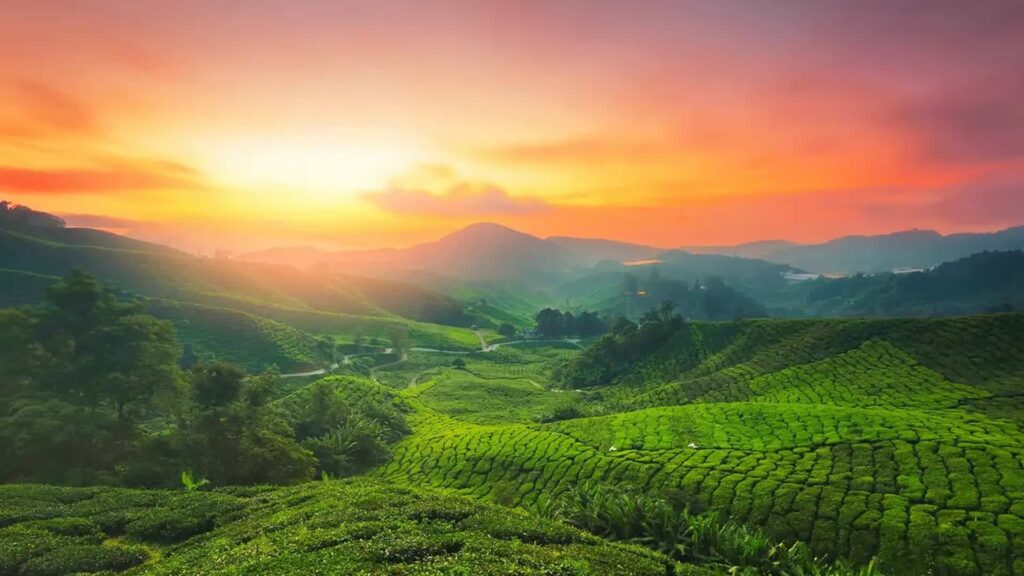 sunset view with lush green meadows