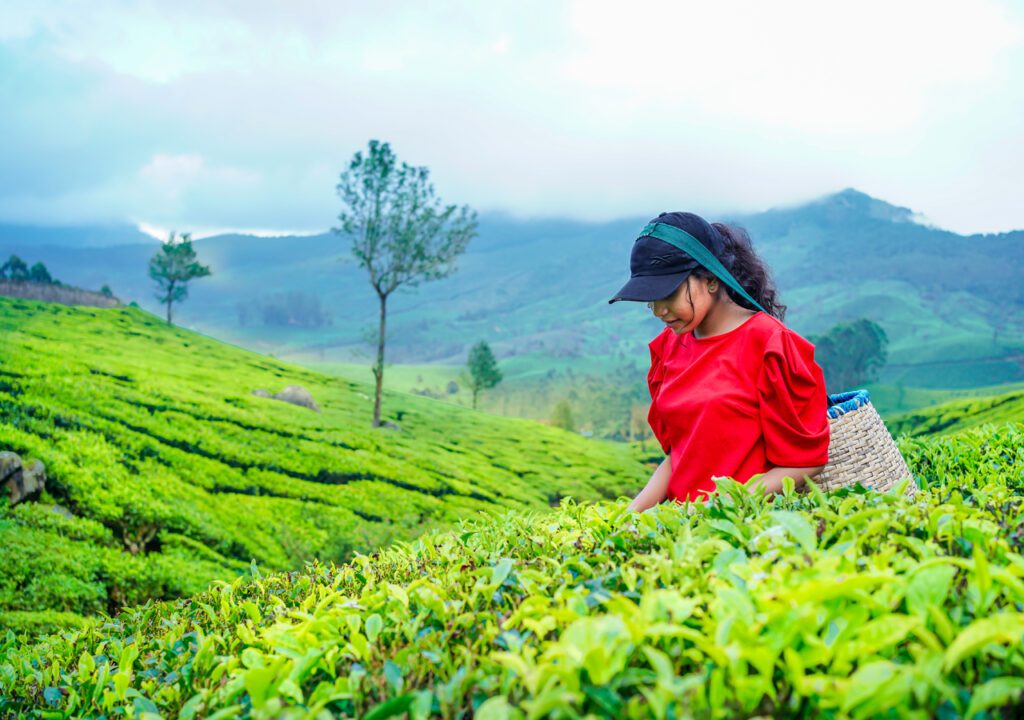 tea plantation in ooty