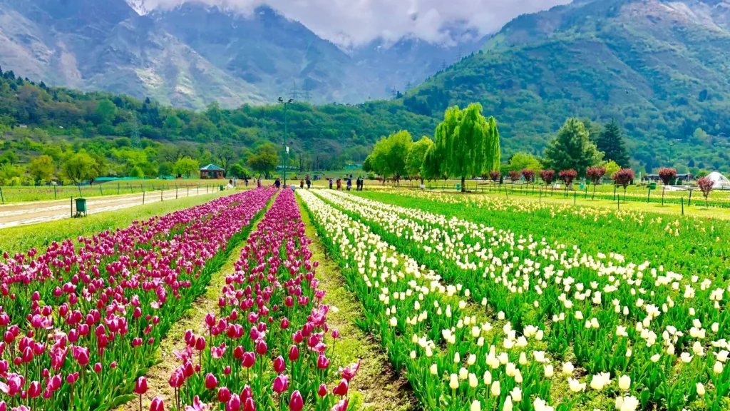 tulip garden kashmir